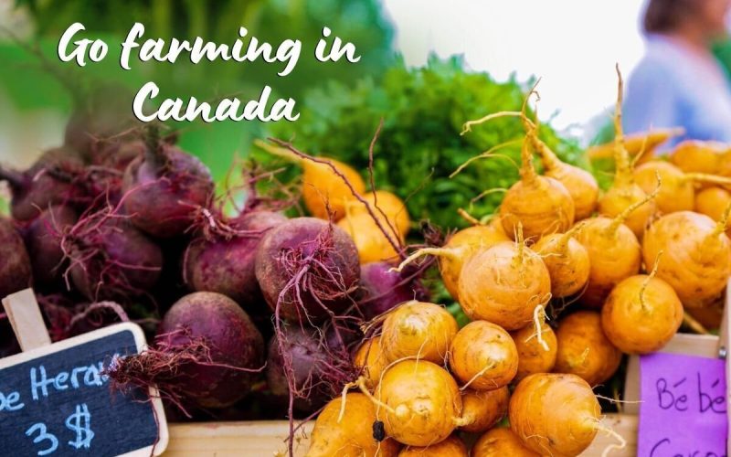 Farmstay in Canada: Help with Dogs, Gardening & Building