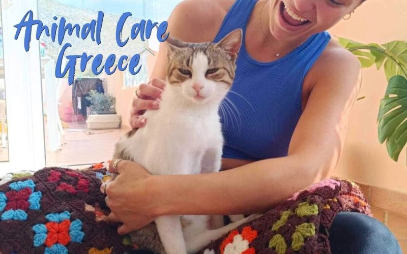 Animal Shelter Volunteer Greece – Help Rescue Dogs & Cats