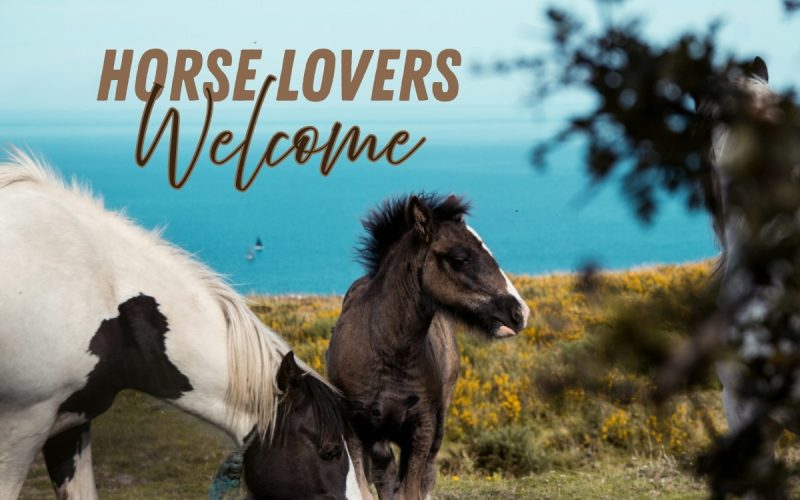 Volunteer with Horses in Ireland | Private Equestrian Yard