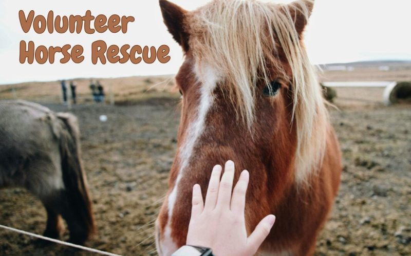 Volunteer at a Horse Rescue in Bulgaria – Help Care for Horses