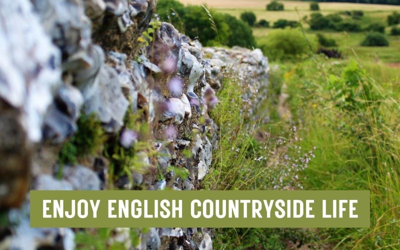 Volunteer with Animals in Devon – Dogs, Ponies & Cats