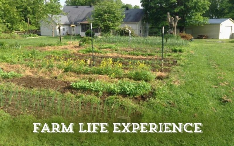 Volunteer on a Farm in Southwest Florida – Organic Homestead