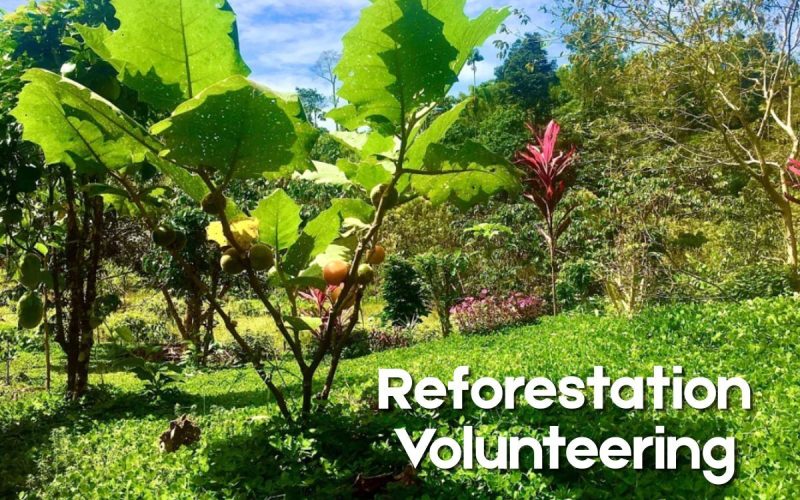 Volunteer in Ecuador | Amazon Reforestation Project