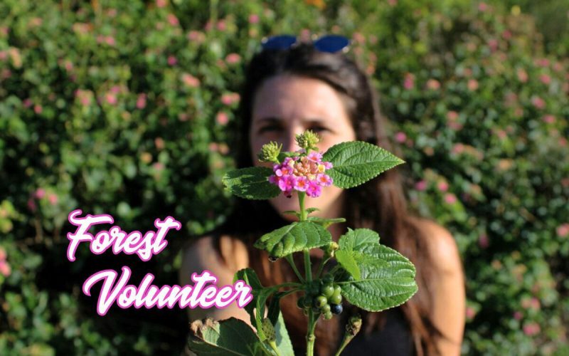 Volunteer on a Forest Farm in Portugal Experience