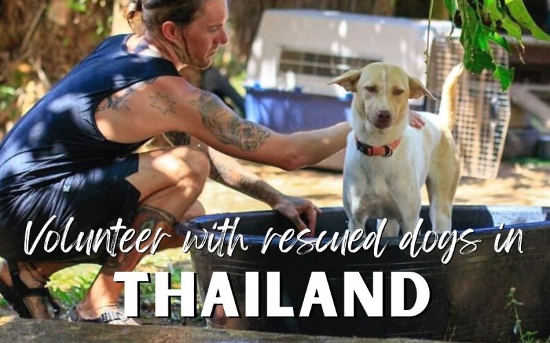 Volunteer at an Animal Rescue Centre in Thailand