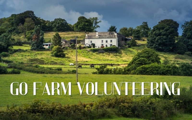 Farm volunteering in Galicia | Mountain Farm Experience